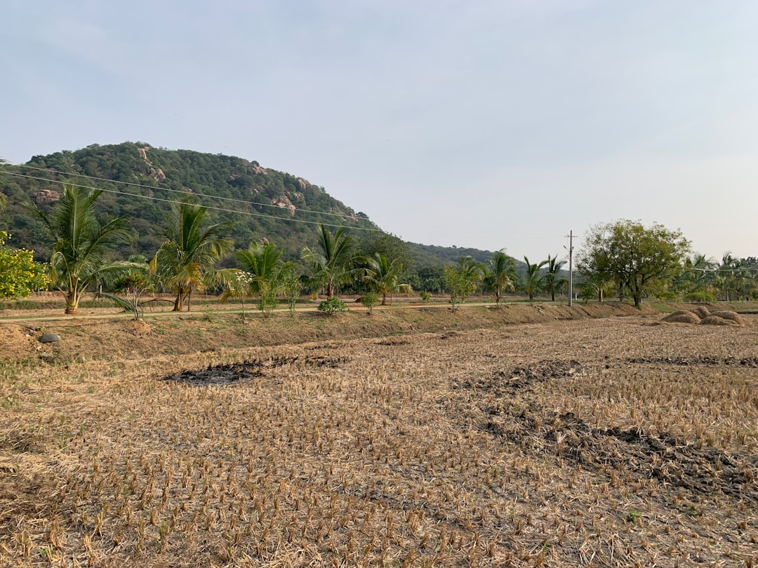 Dzierżawa gruntów pod budowę: co warto wiedzieć
